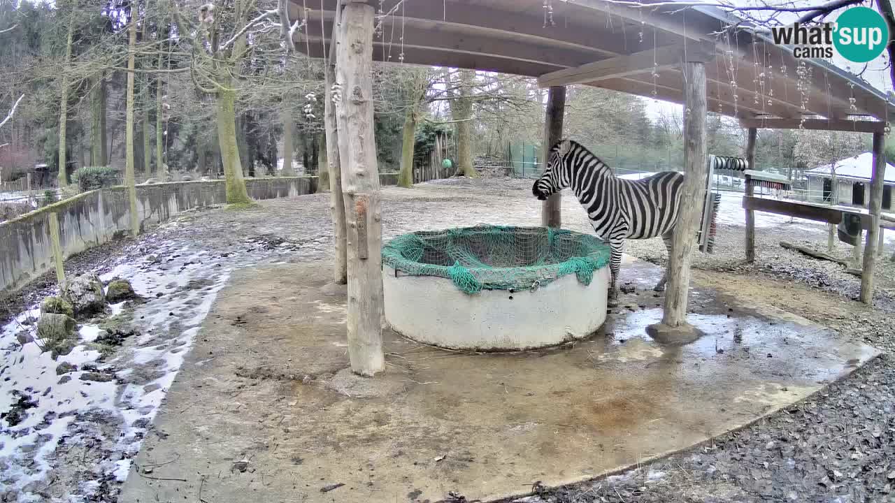 Live Webcam Zebras in Ljubljana ZOO – Slowenien