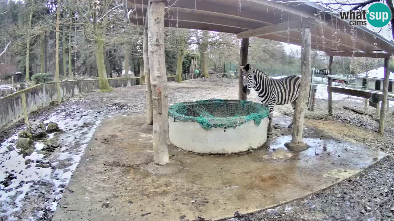 Le Zebre nello ZOO di Ljubljana – Slovenia Live webcam