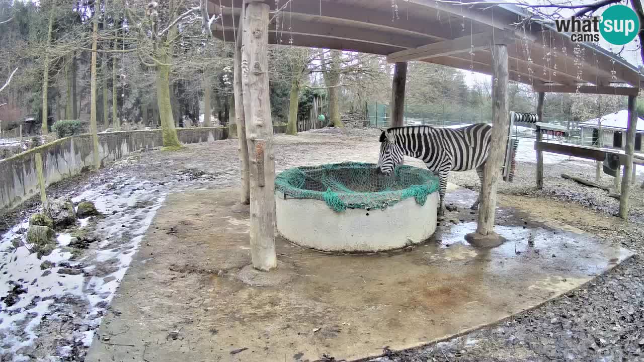 Le Zebre nello ZOO di Ljubljana – Slovenia Live webcam