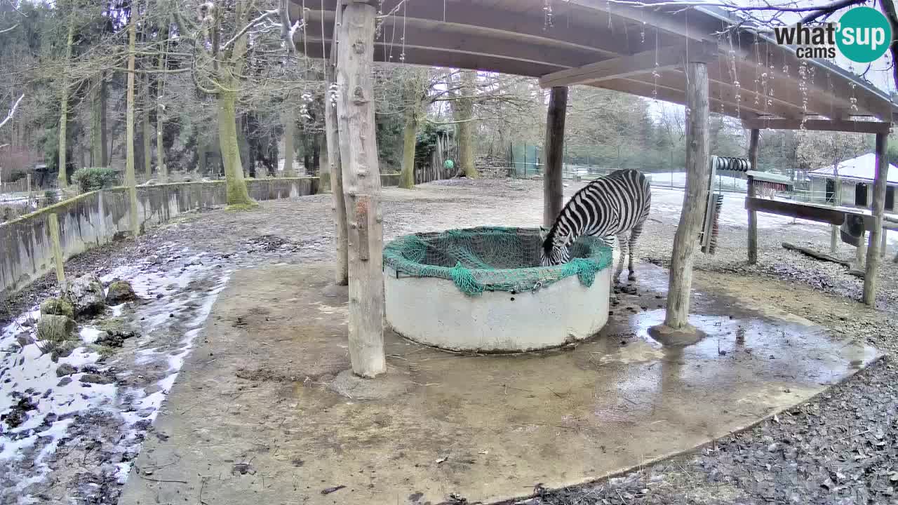 Live webcam Les zèbres in Ljubljana ZOO – Slovénie