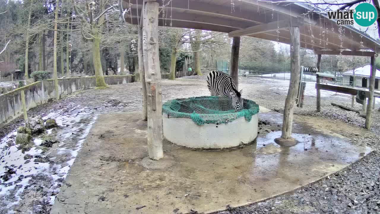 Zebre v živo v živalskem vrtu Ljubljana ZOO spletne kamere