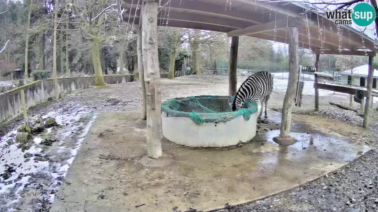 Zebre v živo v živalskem vrtu Ljubljana ZOO spletne kamere