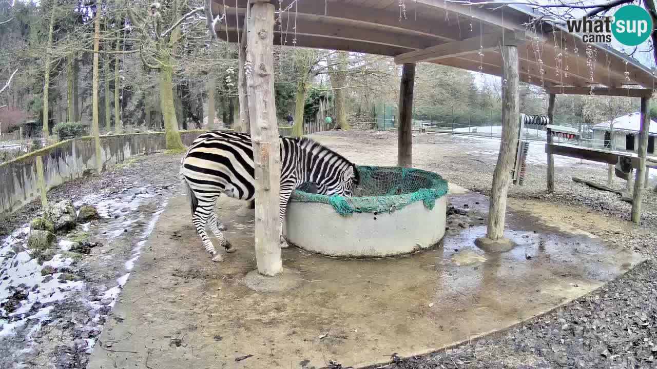 Zebre v živo v živalskem vrtu Ljubljana ZOO spletne kamere