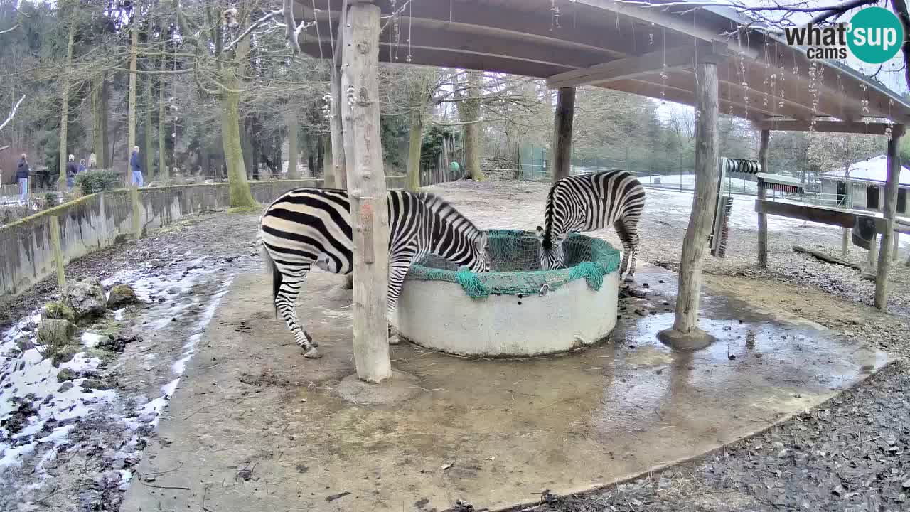 Live webcam Les zèbres in Ljubljana ZOO – Slovénie