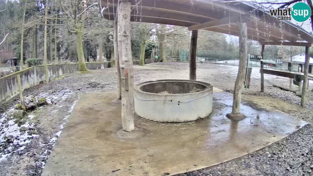 Live webcam Les zèbres in Ljubljana ZOO – Slovénie