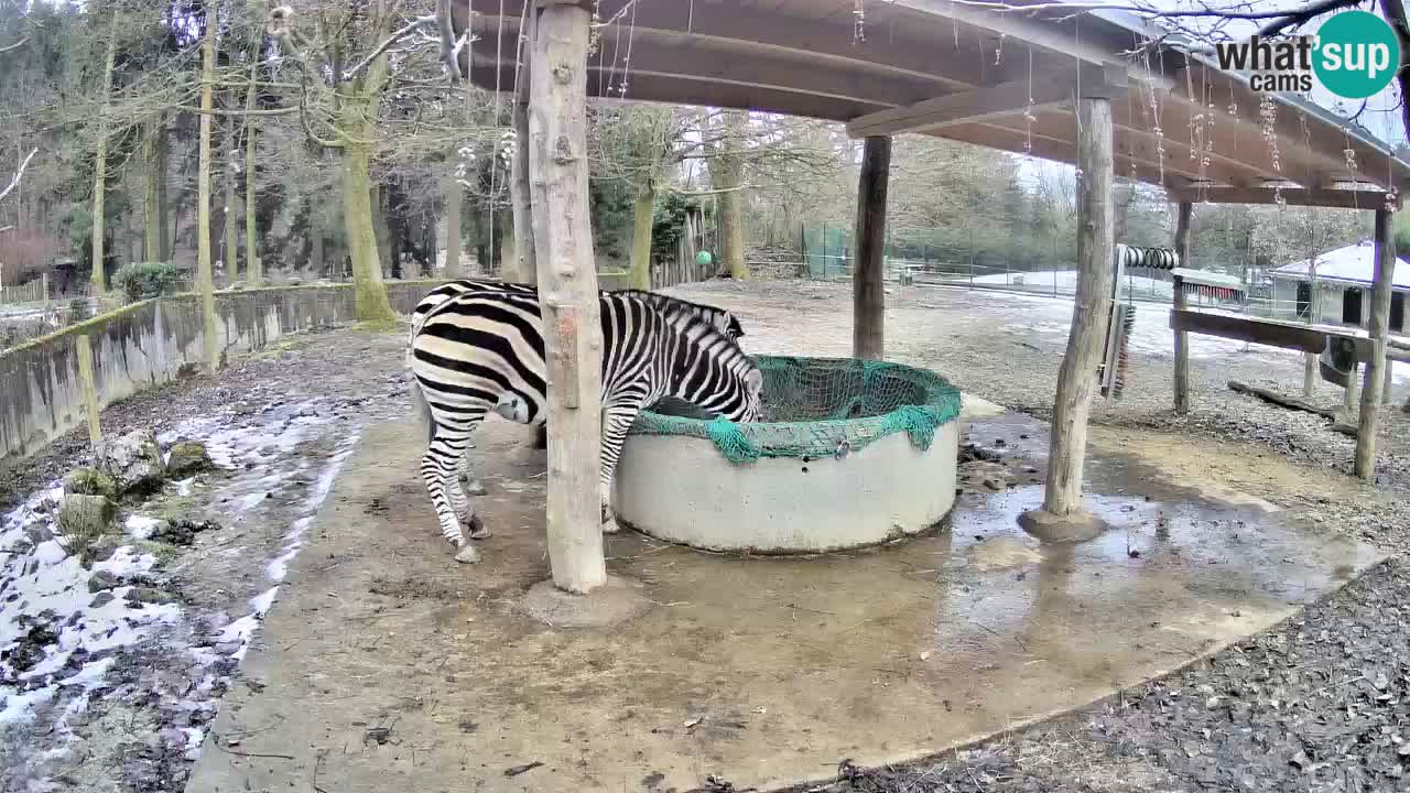 Le Zebre nello ZOO di Ljubljana – Slovenia Live webcam