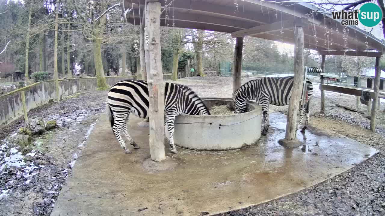 Camera en vivo Cebras in Ljubljana ZOO – Eslovenia