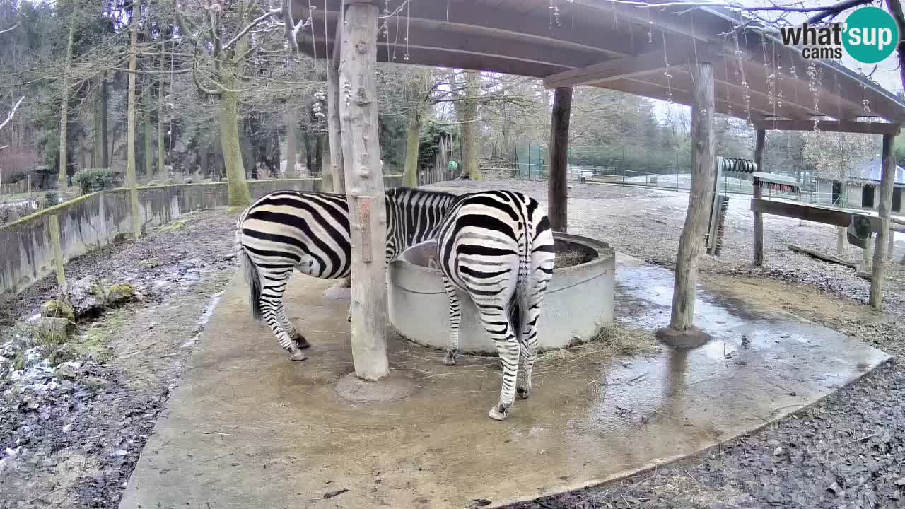 Live webcam Les zèbres in Ljubljana ZOO – Slovénie