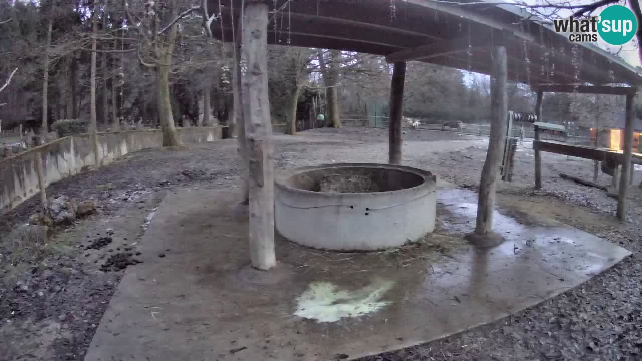 Live Webcam Zebras in Ljubljana ZOO – Slowenien