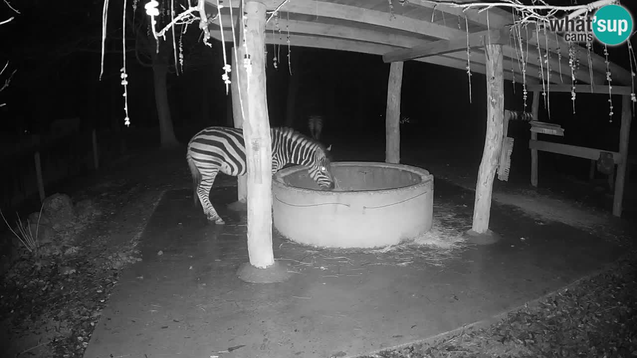 Live Webcam Zebras in Ljubljana ZOO – Slowenien