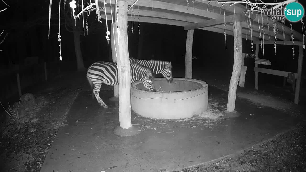 Live webcam Zebras in Ljubljana ZOO – Slovenia