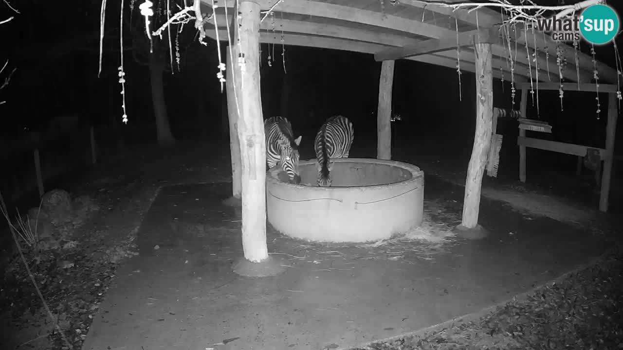 Live webcam Zebras in Ljubljana ZOO – Slovenia