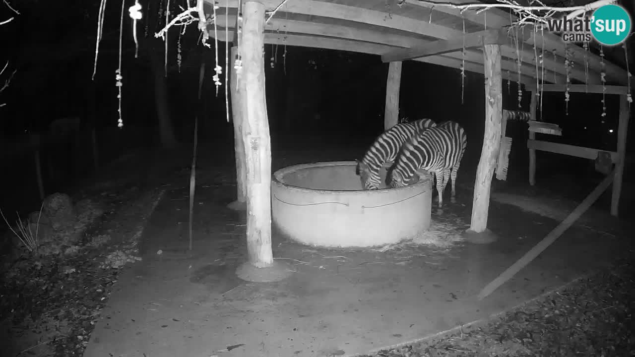 Live webcam Les zèbres in Ljubljana ZOO – Slovénie