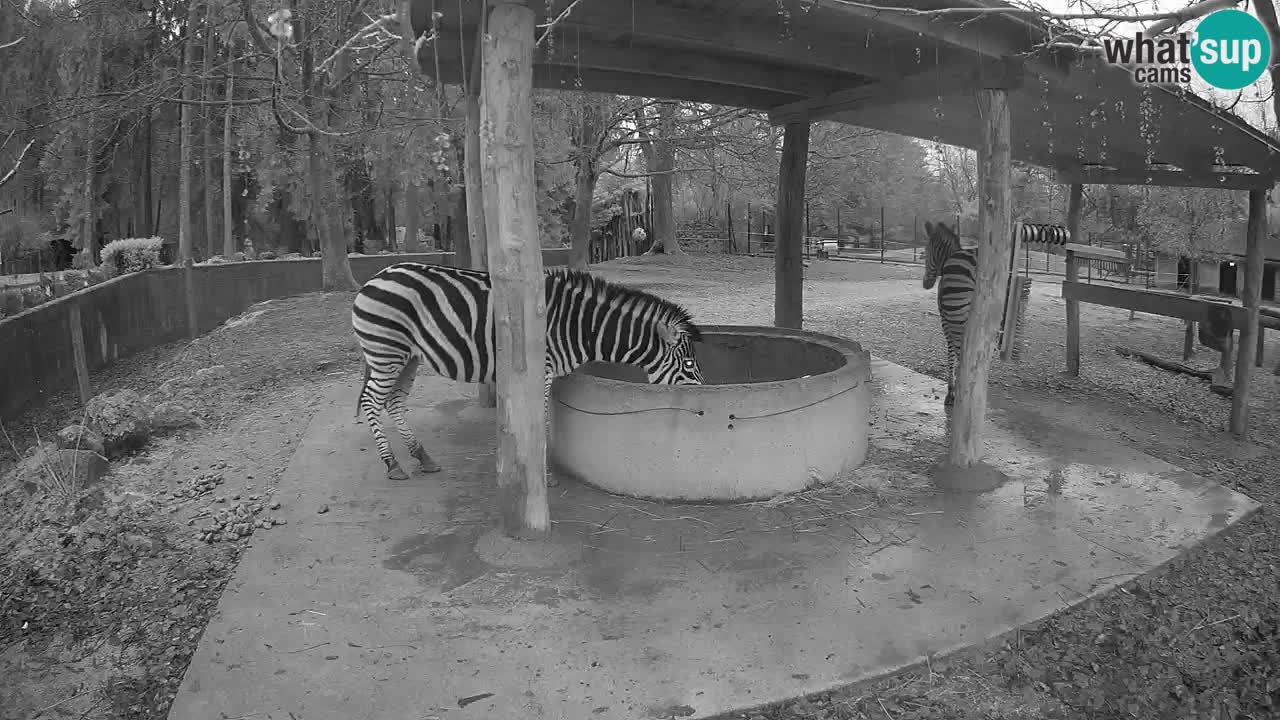 Live webcam Les zèbres in Ljubljana ZOO – Slovénie