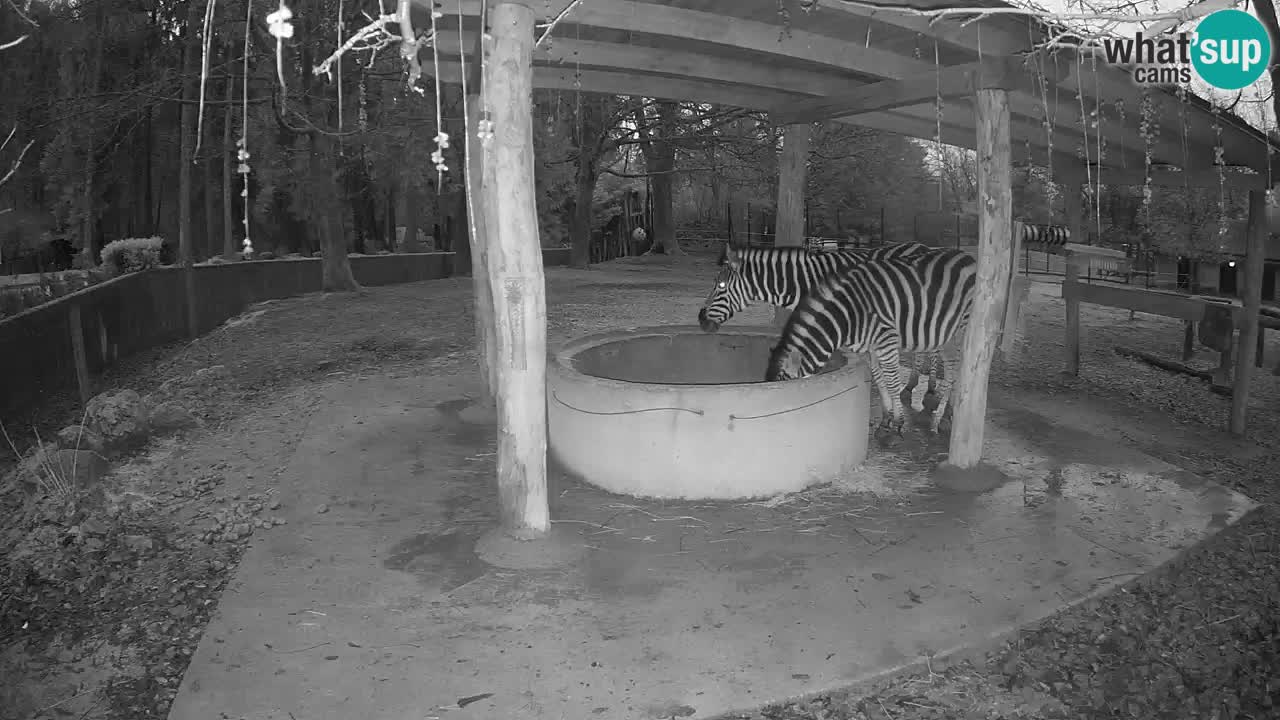 Live webcam Les zèbres in Ljubljana ZOO – Slovénie