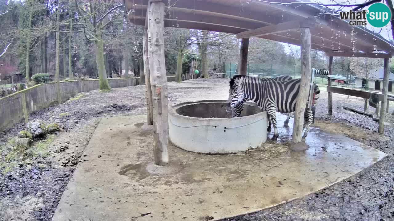 Live webcam Les zèbres in Ljubljana ZOO – Slovénie