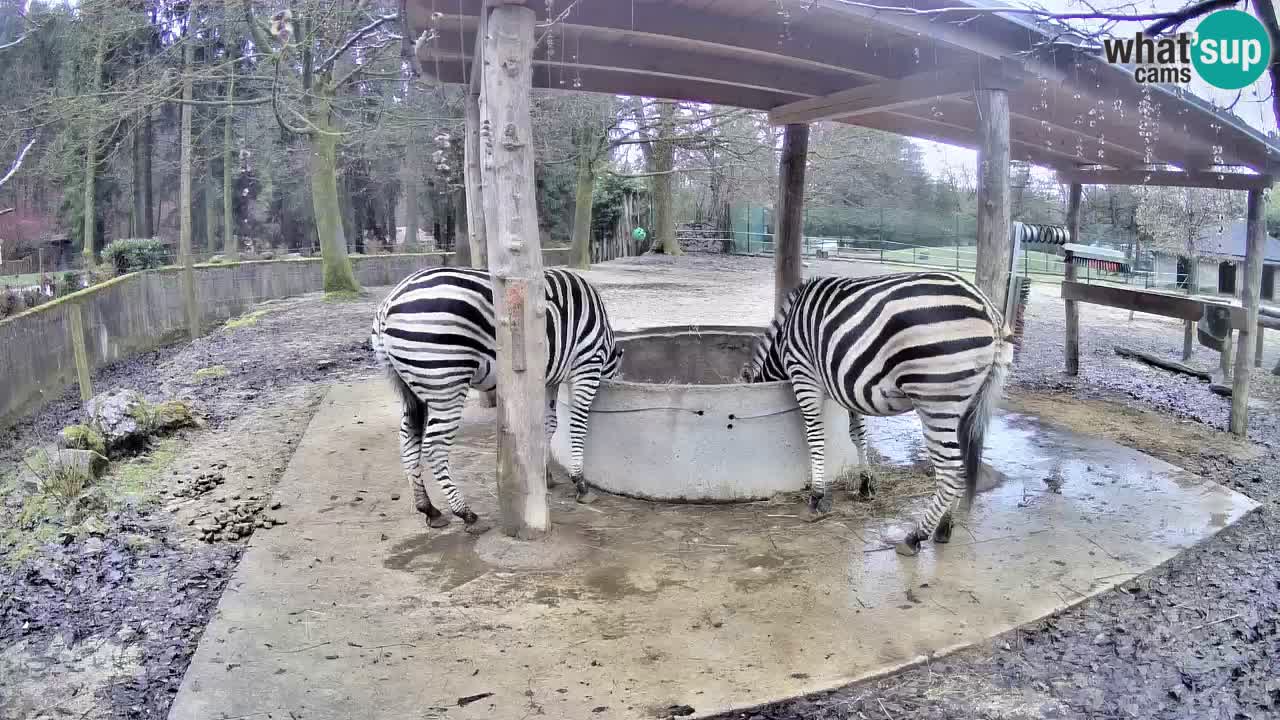 Live webcam Zebras in Ljubljana ZOO – Slovenia