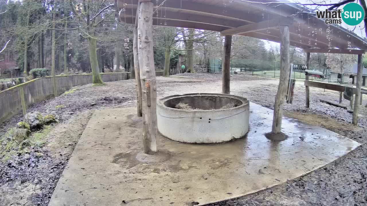 Live webcam Les zèbres in Ljubljana ZOO – Slovénie