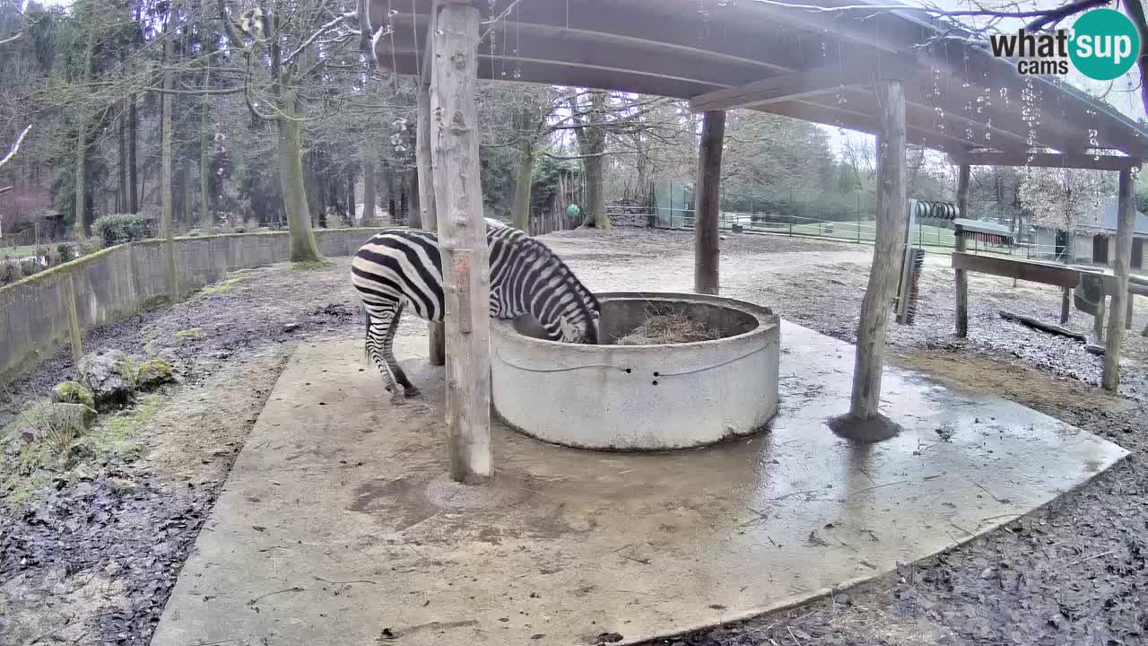 Web kamera uživo Zebras u ZOO Ljubljana – Slovenija