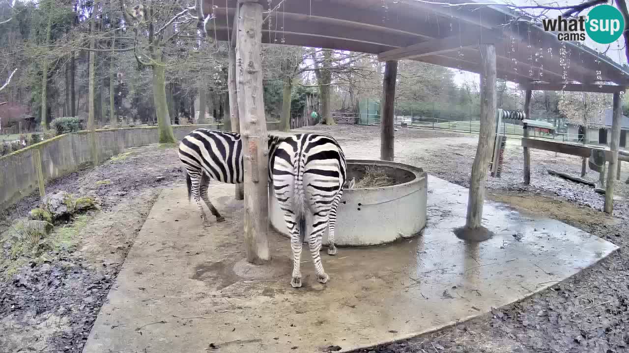 Live webcam Les zèbres in Ljubljana ZOO – Slovénie