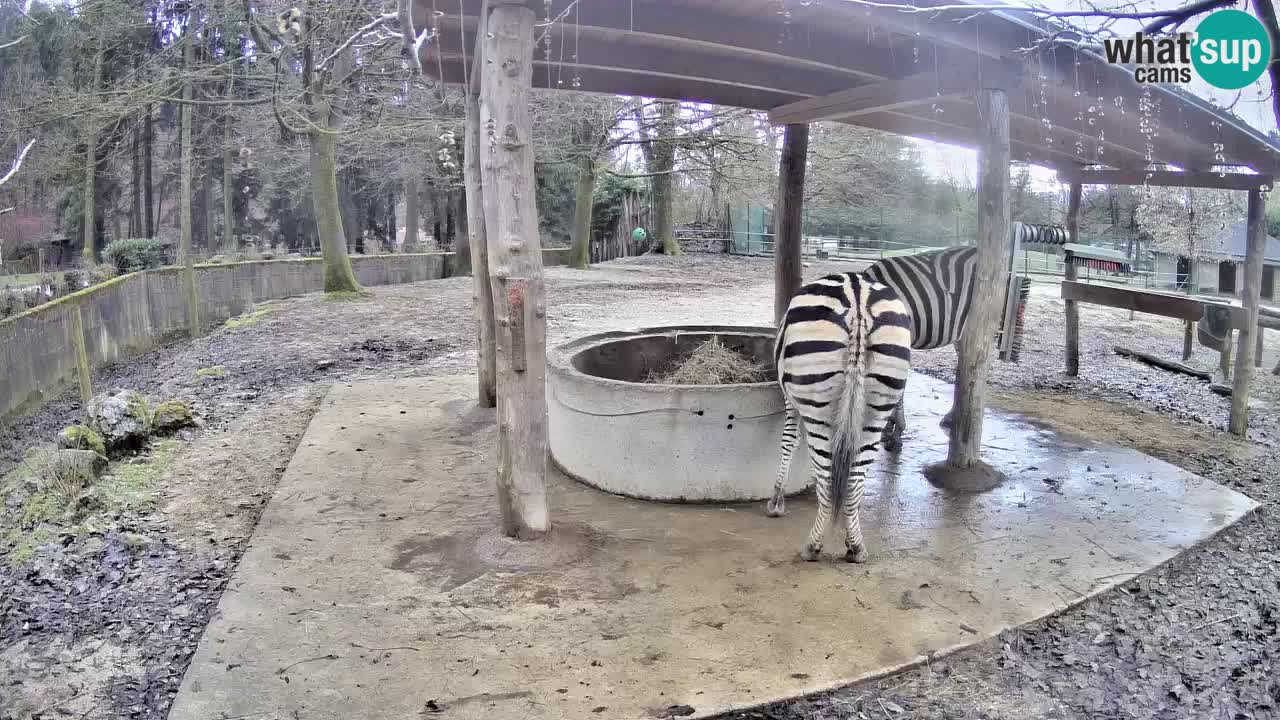 Live webcam Les zèbres in Ljubljana ZOO – Slovénie