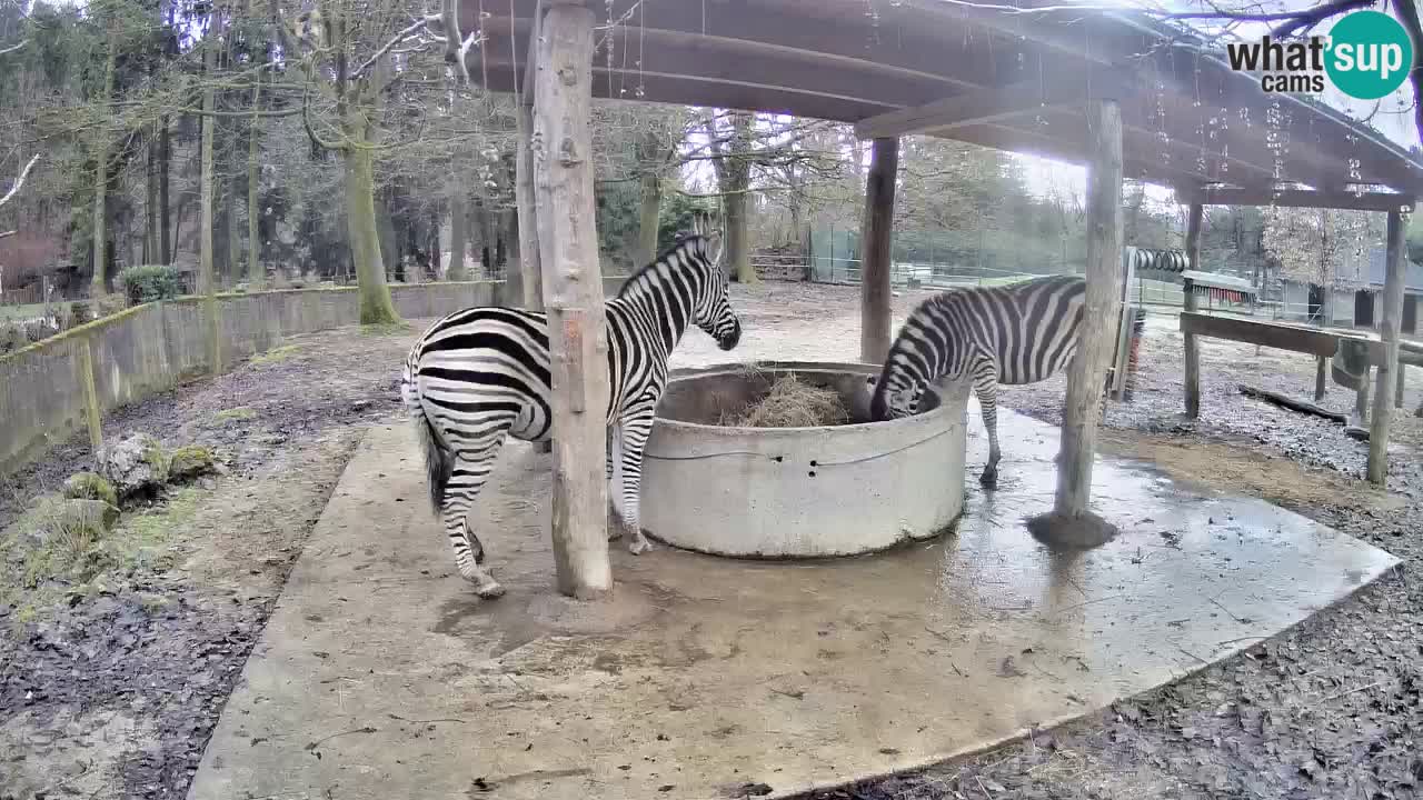 Camera en vivo Cebras in Ljubljana ZOO – Eslovenia