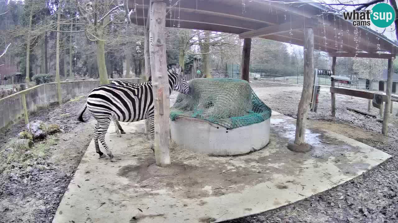 Live webcam Les zèbres in Ljubljana ZOO – Slovénie