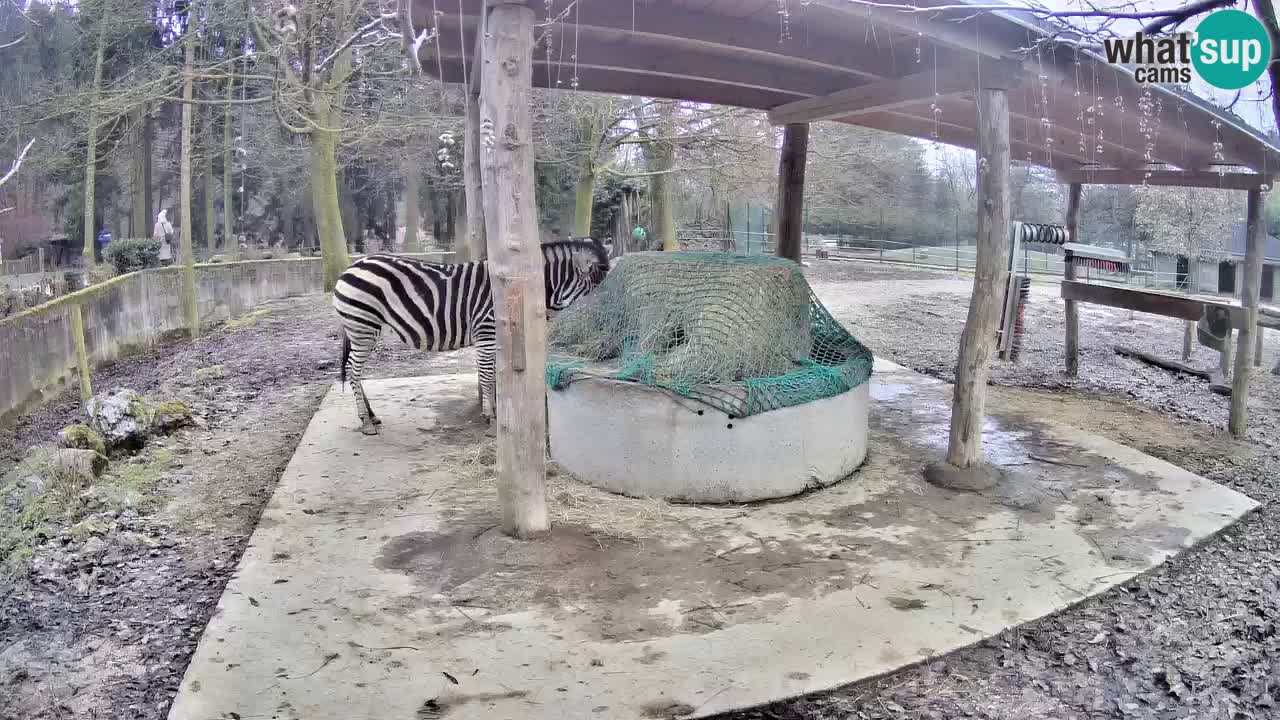 Live webcam Les zèbres in Ljubljana ZOO – Slovénie