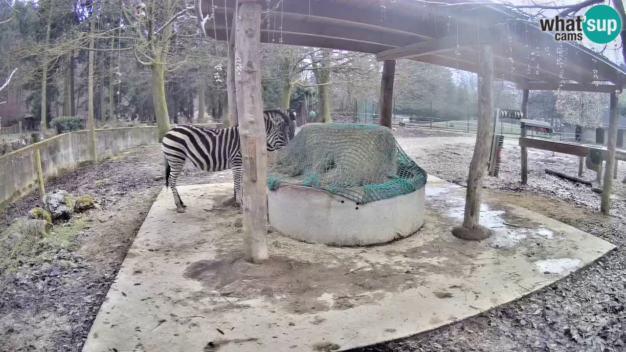 Live webcam Les zèbres in Ljubljana ZOO – Slovénie