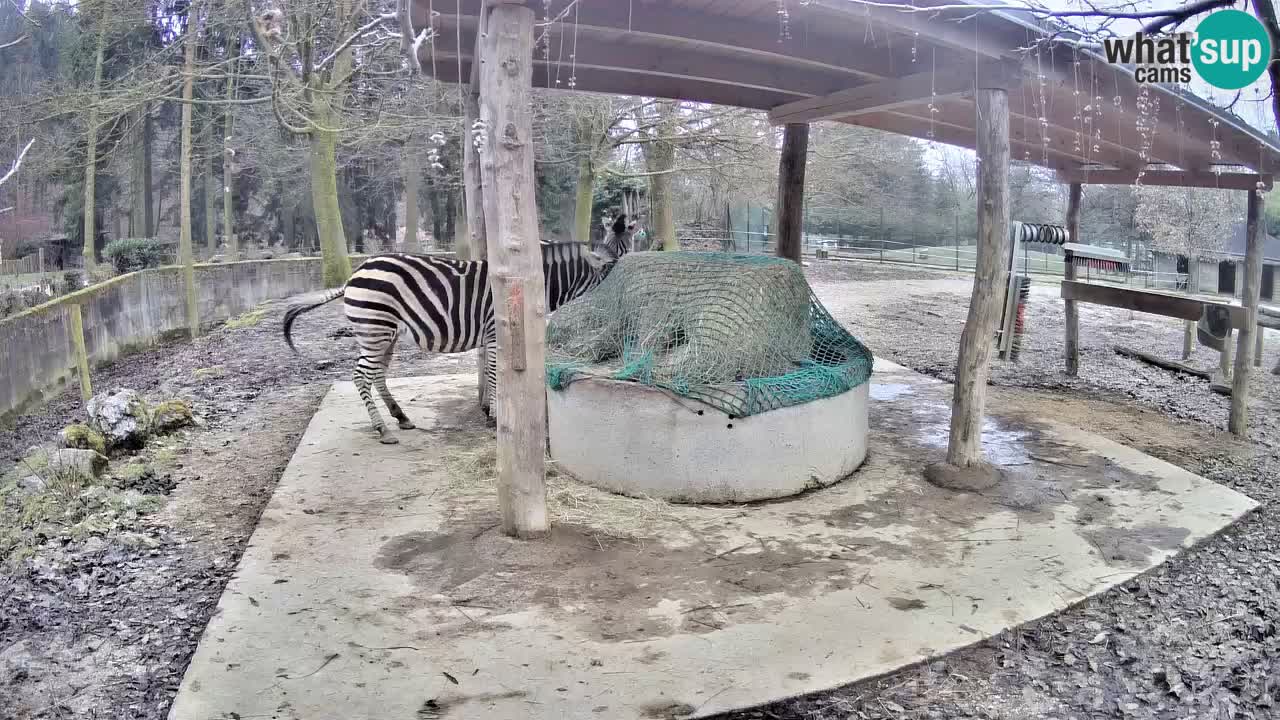 Live webcam Zebras in Ljubljana ZOO – Slovenia