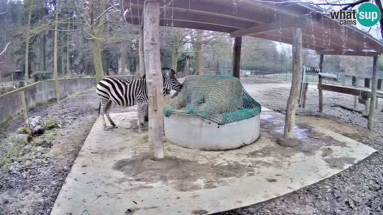 Live webcam Zebras in Ljubljana ZOO – Slovenia