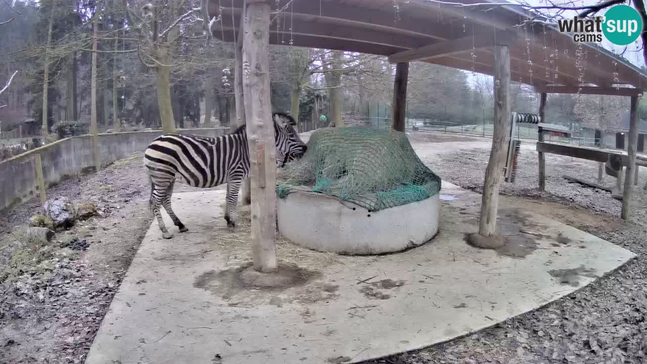 Camera en vivo Cebras in Ljubljana ZOO – Eslovenia