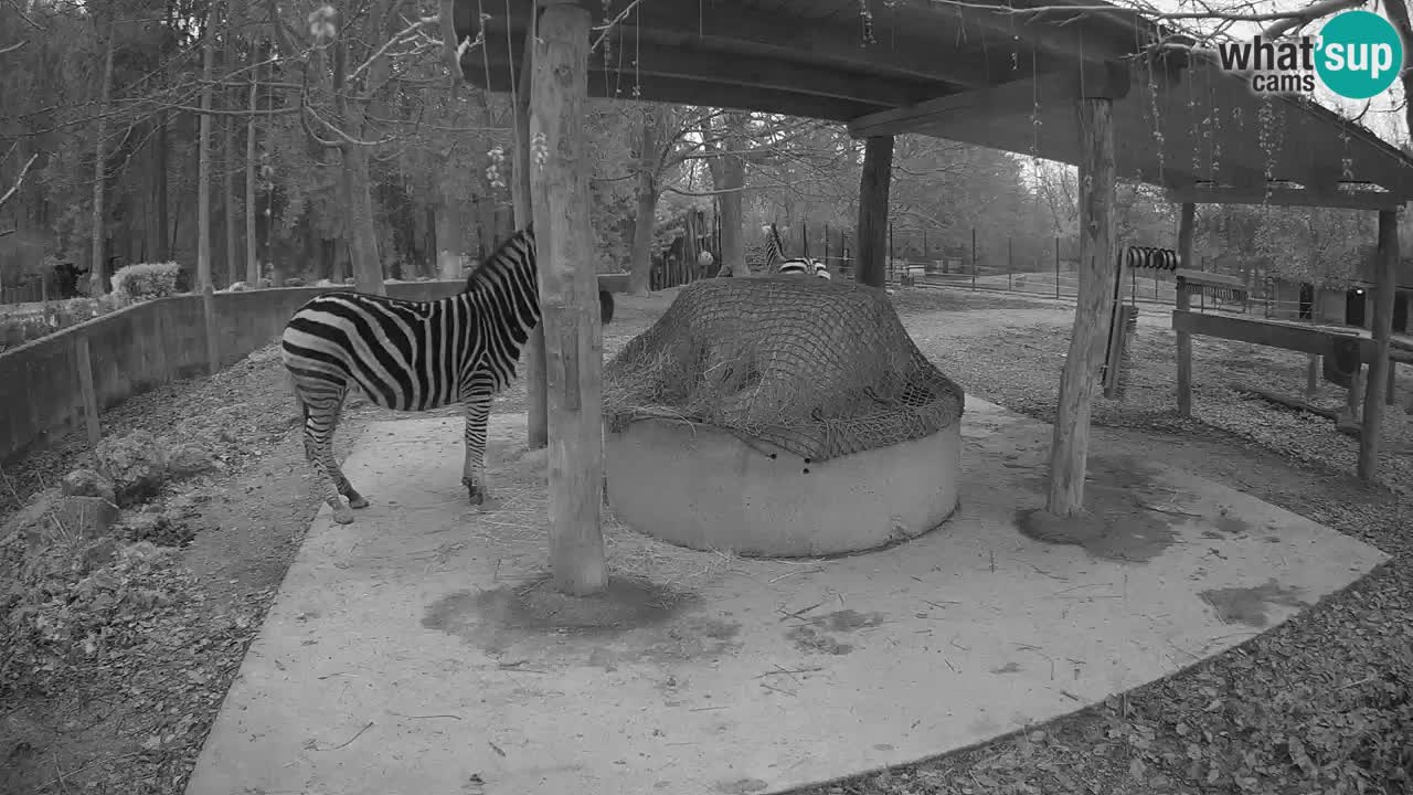 Le Zebre nello ZOO di Ljubljana – Slovenia Live webcam