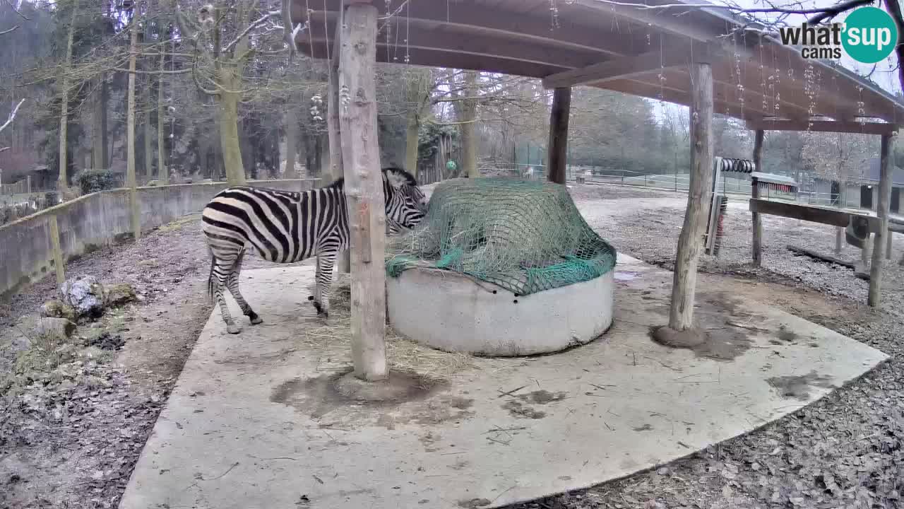 Web kamera uživo Zebras u ZOO Ljubljana – Slovenija