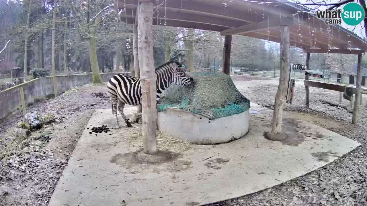 Live Webcam Zebras in Ljubljana ZOO – Slowenien