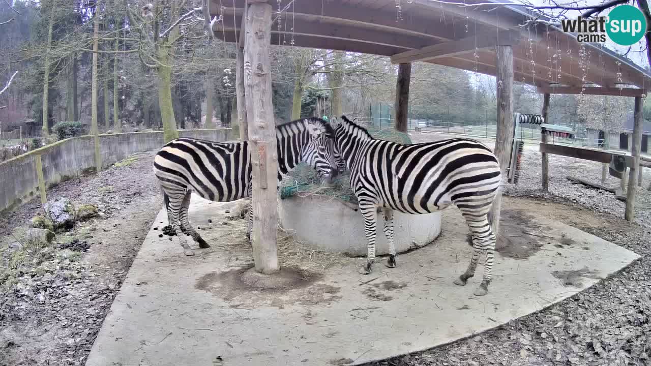 Live webcam Zebras in Ljubljana ZOO – Slovenia