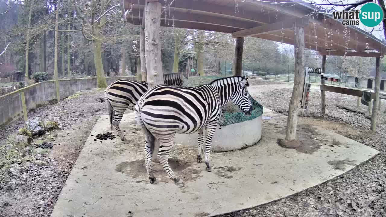 Live webcam Zebras in Ljubljana ZOO – Slovenia