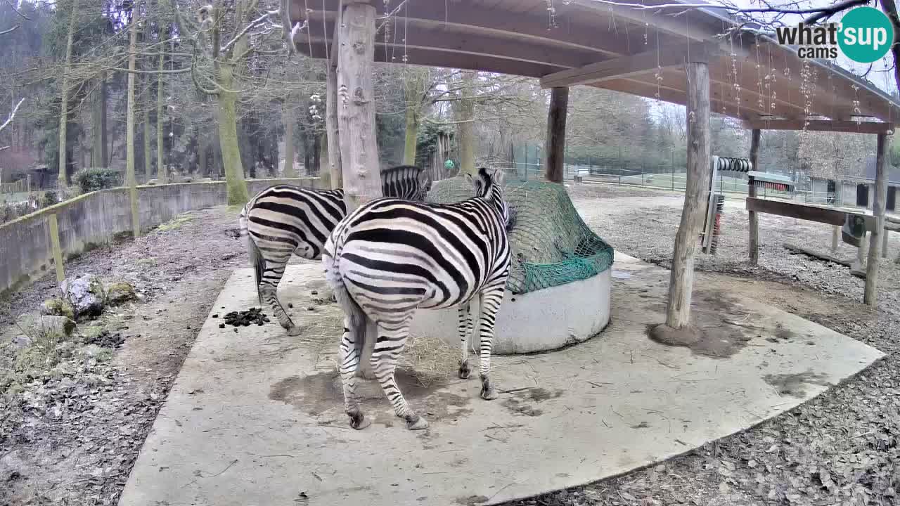 Live webcam Les zèbres in Ljubljana ZOO – Slovénie