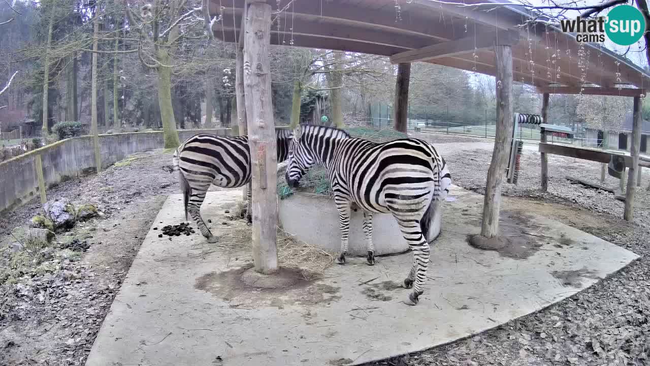 Zebre v živo v živalskem vrtu Ljubljana ZOO spletne kamere