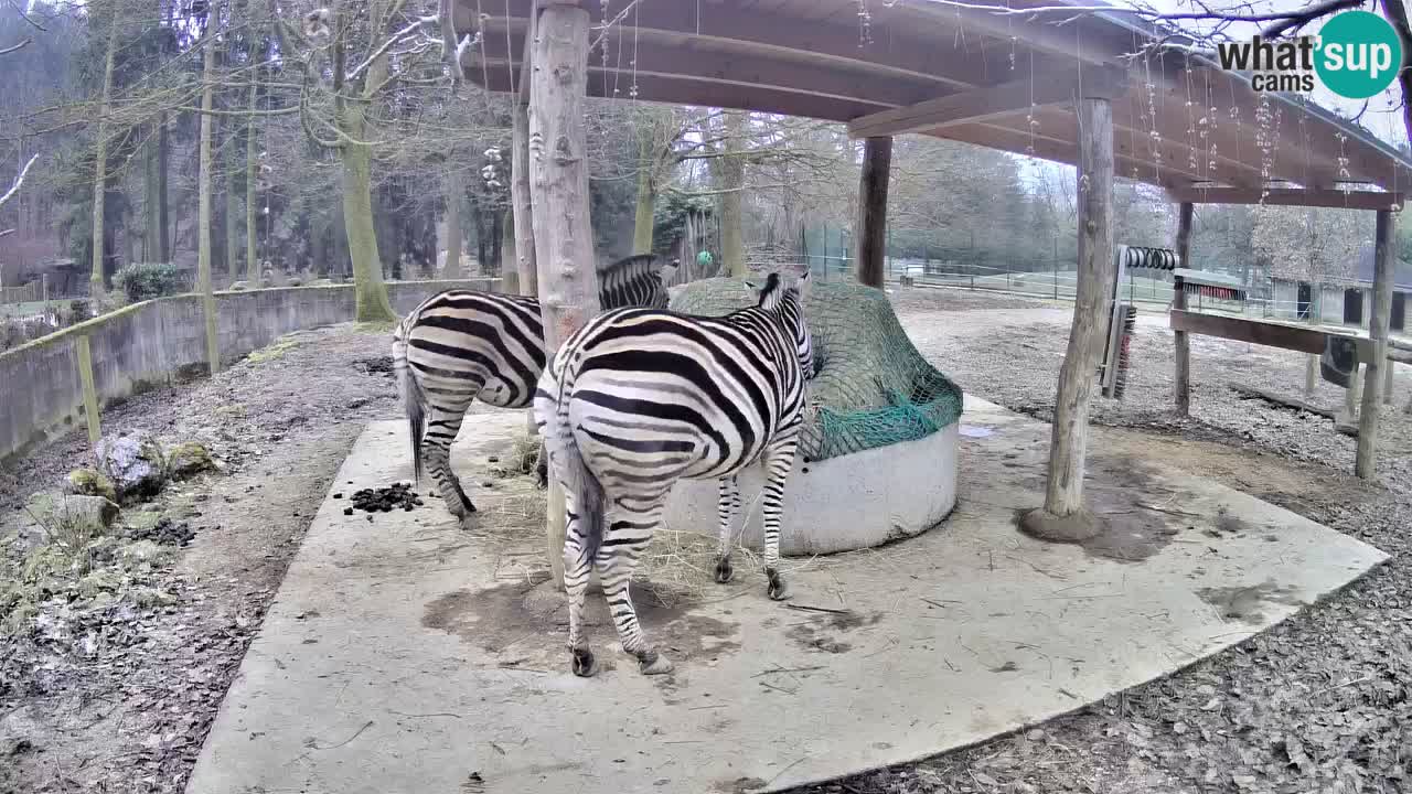 Camera en vivo Cebras in Ljubljana ZOO – Eslovenia