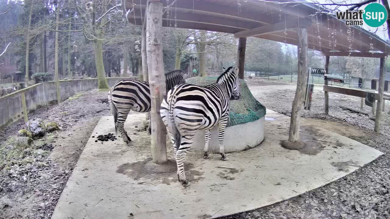 Live webcam Zebras in Ljubljana ZOO – Slovenia