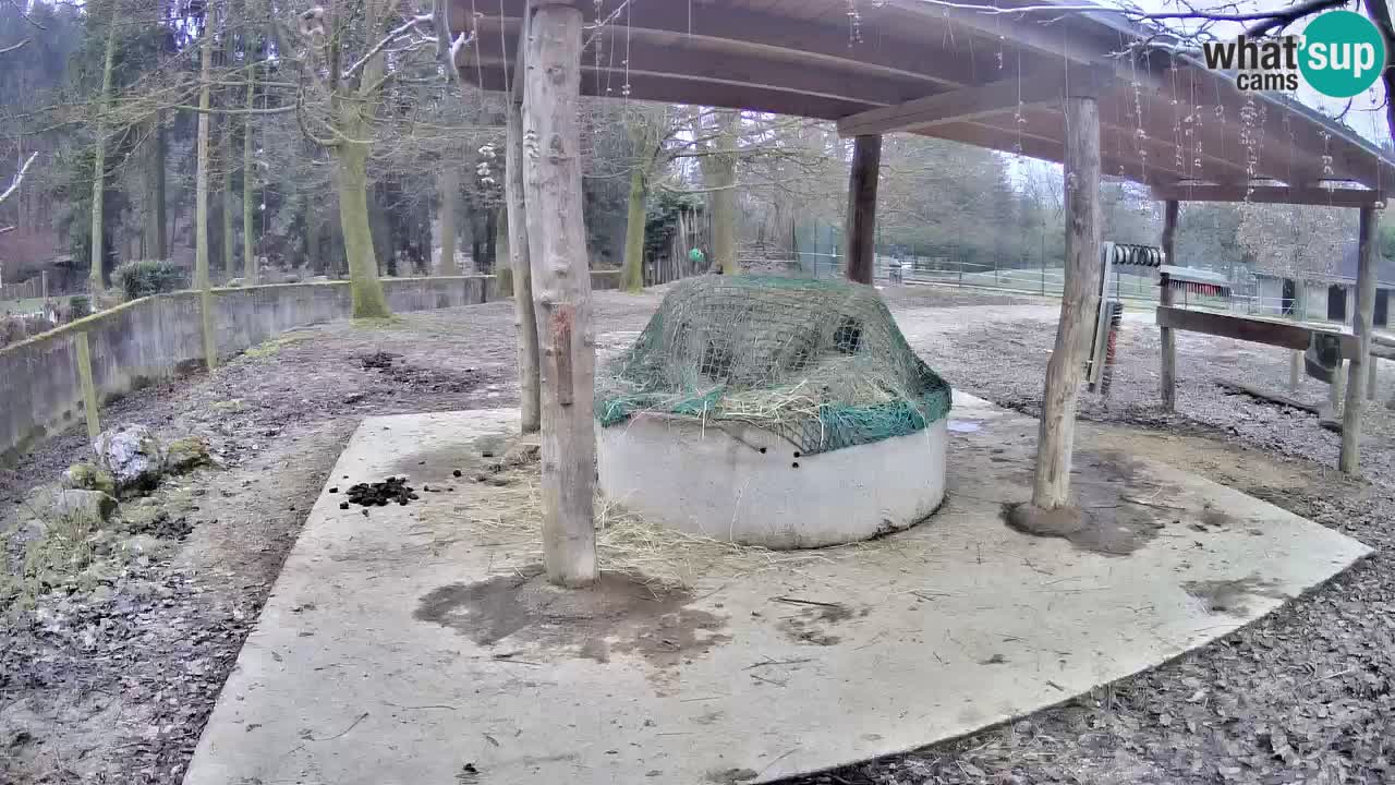 Live webcam Zebras in Ljubljana ZOO – Slovenia