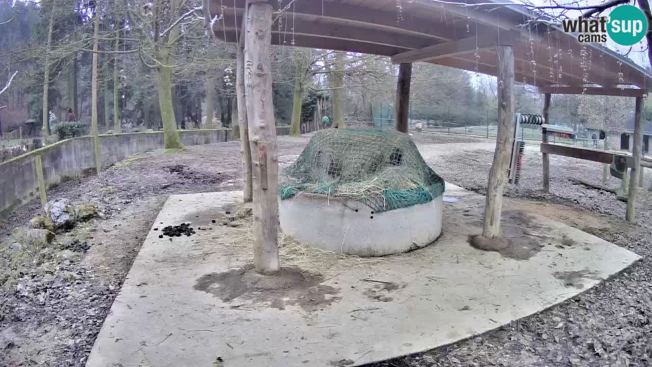 Zebre v živo v živalskem vrtu Ljubljana ZOO spletne kamere