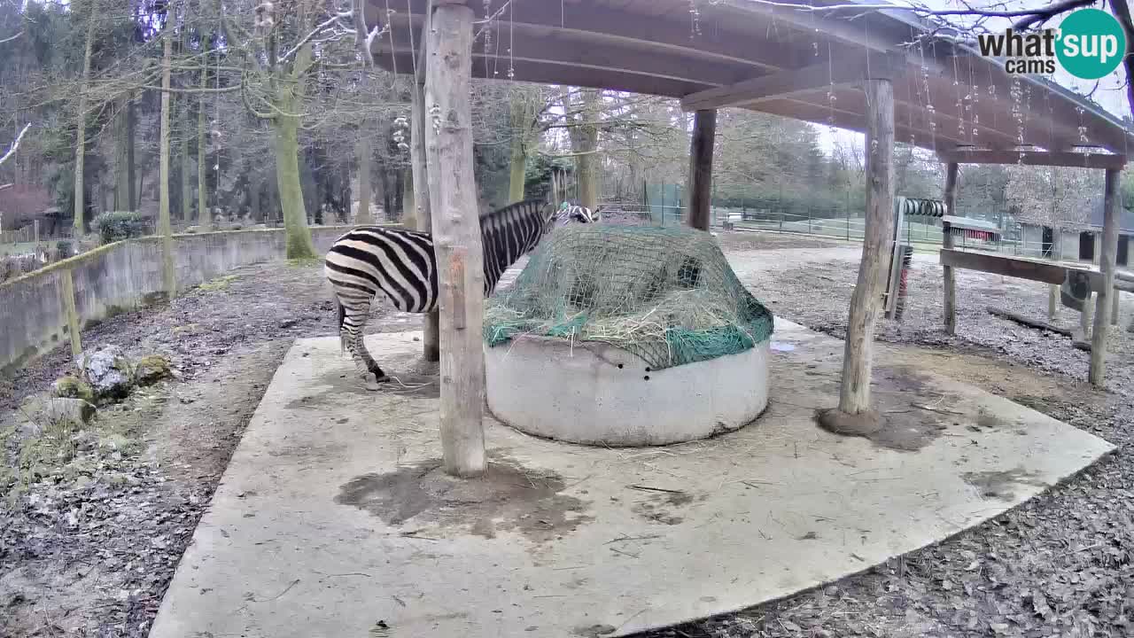 Live Webcam Zebras in Ljubljana ZOO – Slowenien