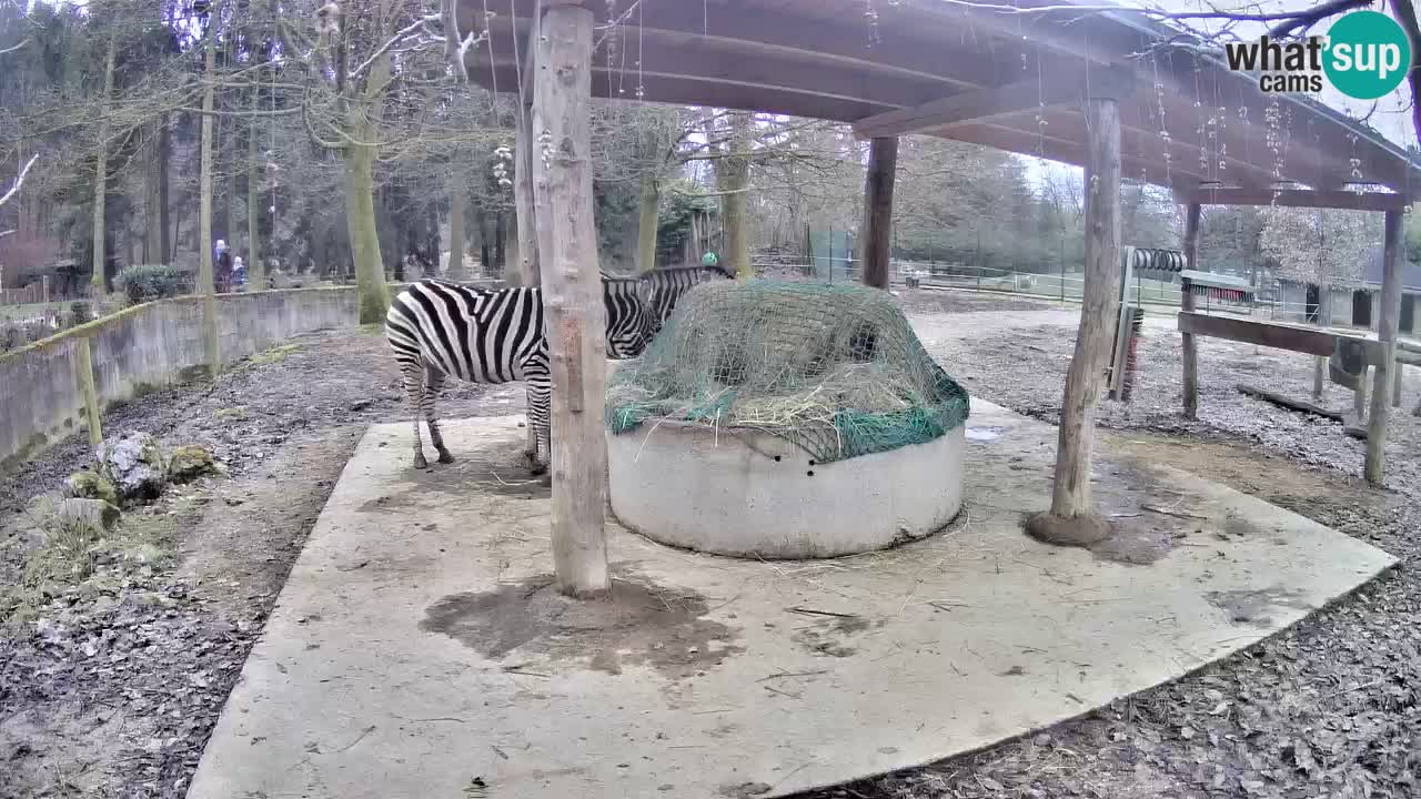 Web kamera uživo Zebras u ZOO Ljubljana – Slovenija