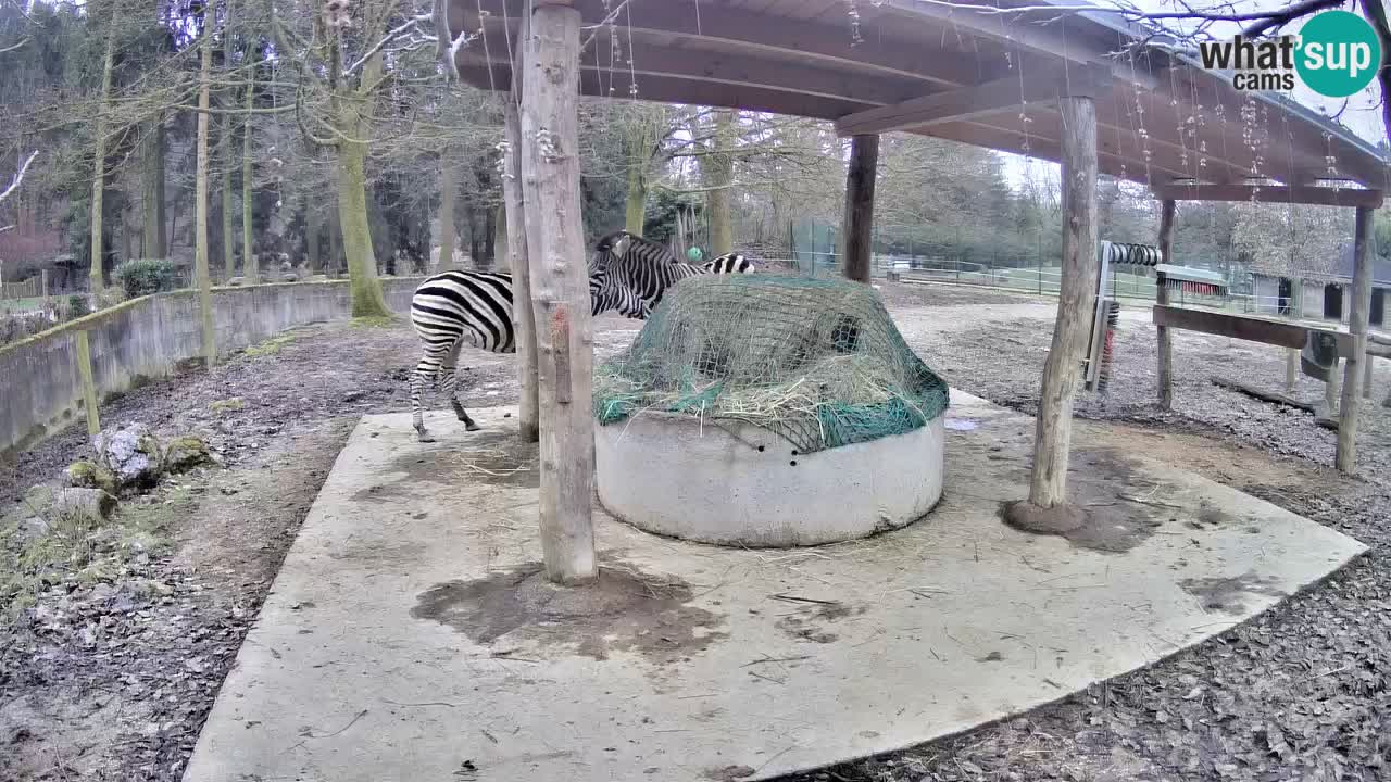 Web kamera uživo Zebras u ZOO Ljubljana – Slovenija