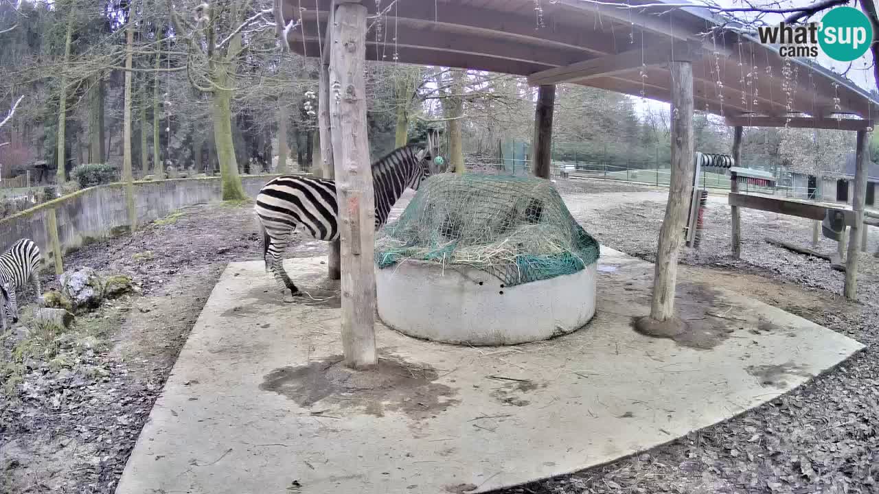 Le Zebre nello ZOO di Ljubljana – Slovenia Live webcam