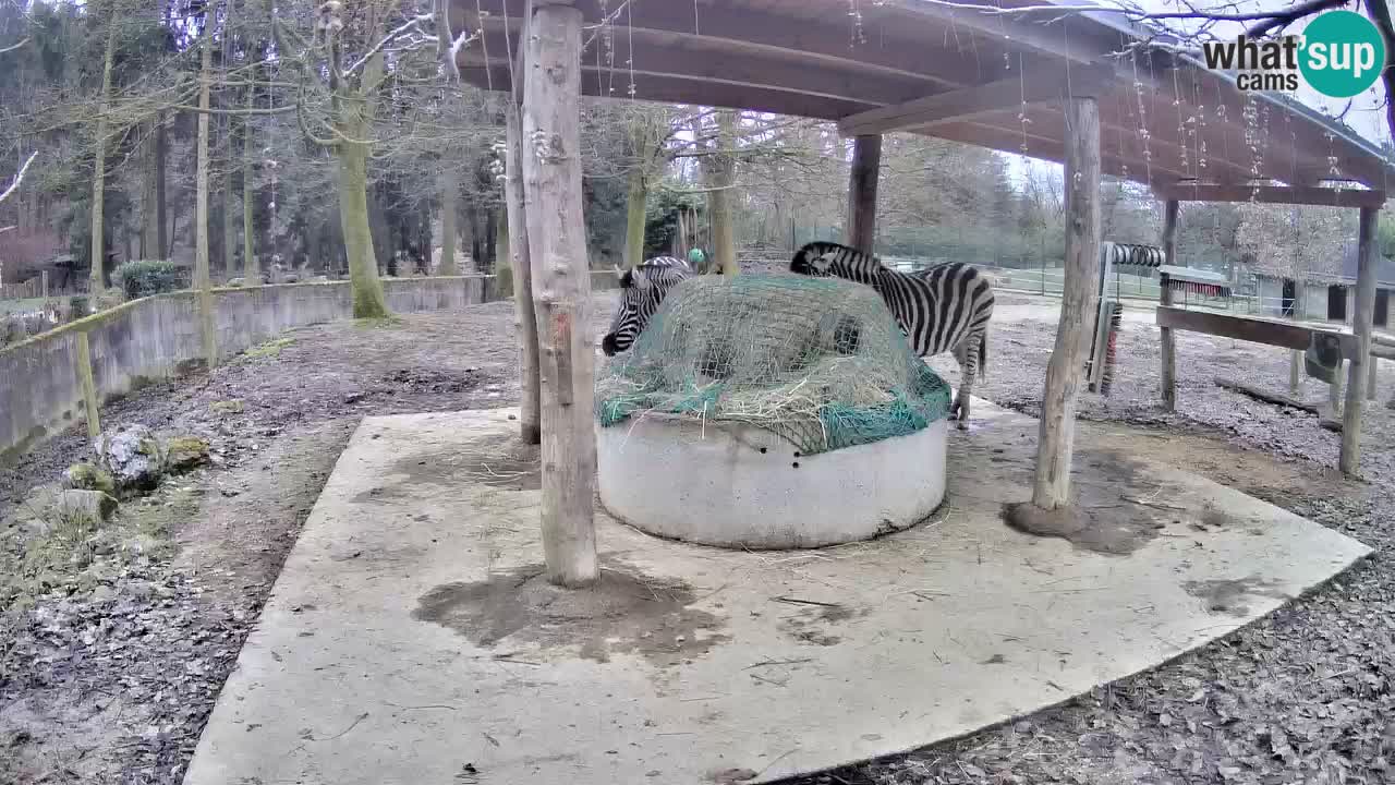 Camera en vivo Cebras in Ljubljana ZOO – Eslovenia