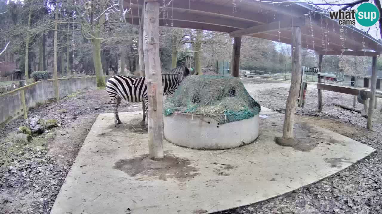 Zebre v živo v živalskem vrtu Ljubljana ZOO spletne kamere