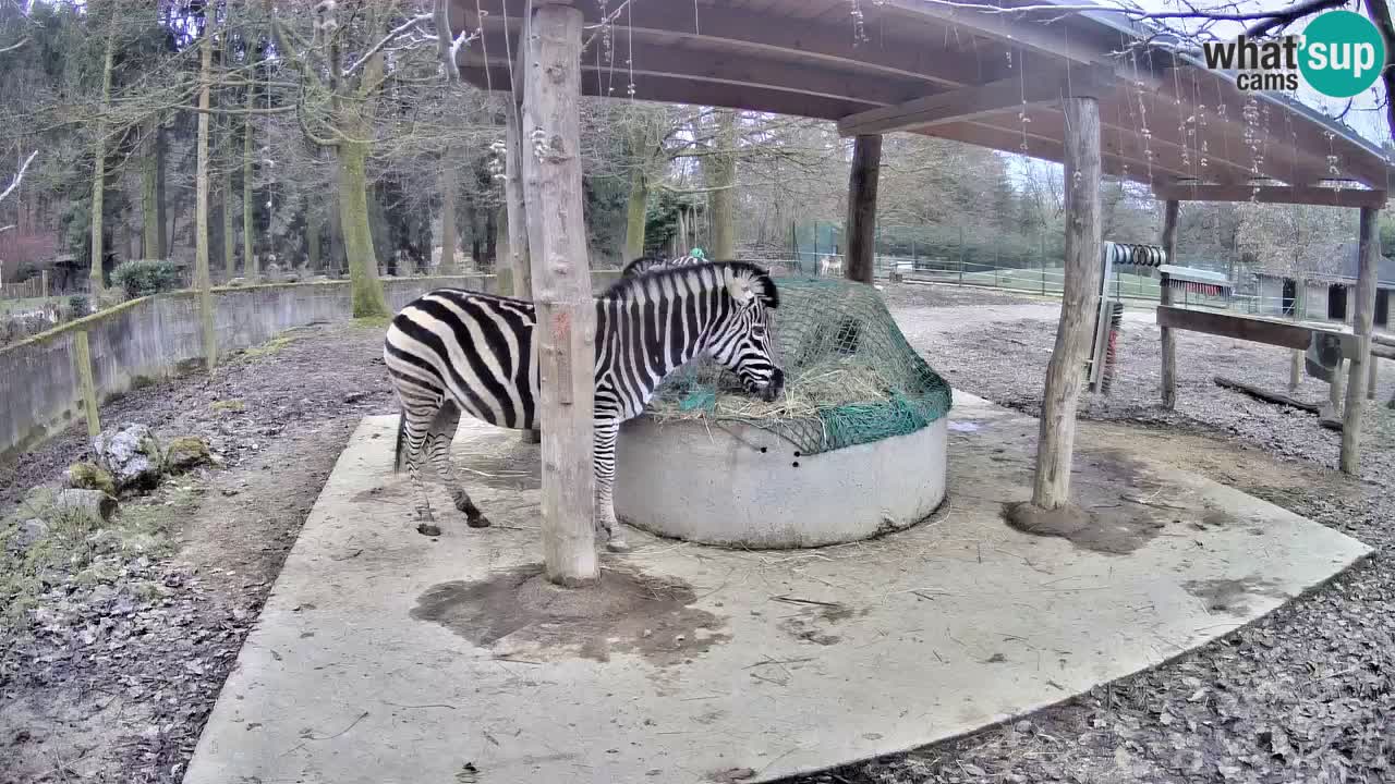 Live webcam Les zèbres in Ljubljana ZOO – Slovénie